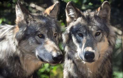 Two wolf animals