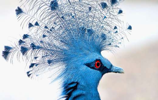 Victoria crowned pigeon