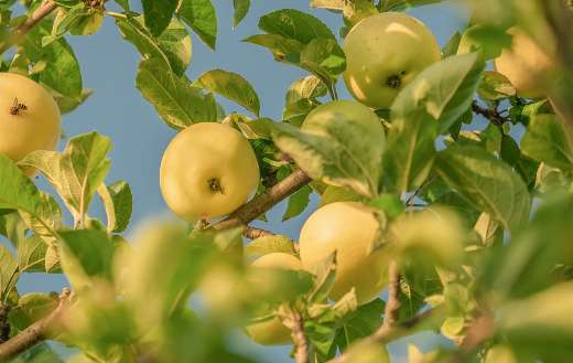 Apple tree fruits