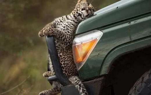 Baby leopard in the car front