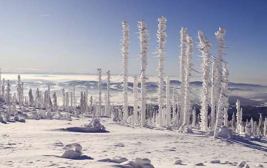 Bavarian forest winter snow landscape