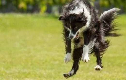 Border collie dog playing