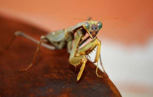 Cricket grasshopper insect