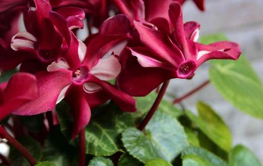 Cyclamen flowers plant