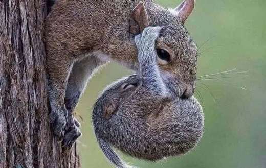 Eastern gray mama baby squirrel