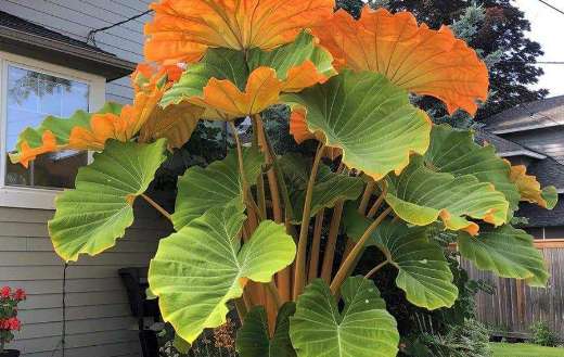 Giant orange green caladium