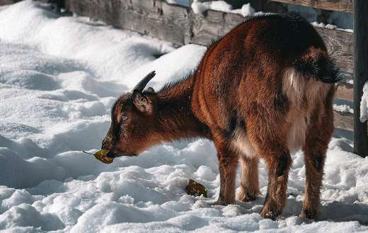 Goat cattle winter