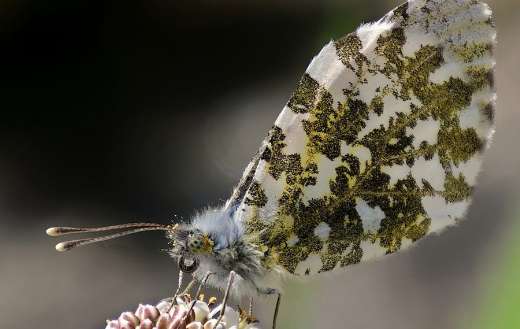 Large marble butterfly