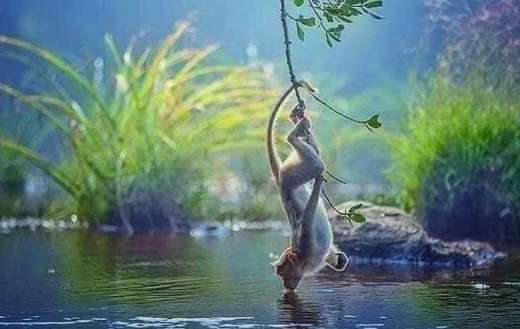 Lazziness or smart monkey way of drinking