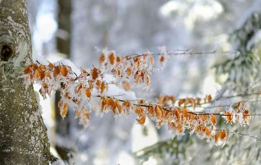 Leaves picture with snow frosting