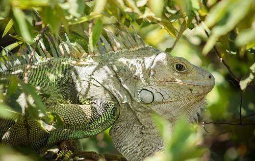 Light green iguana reptile