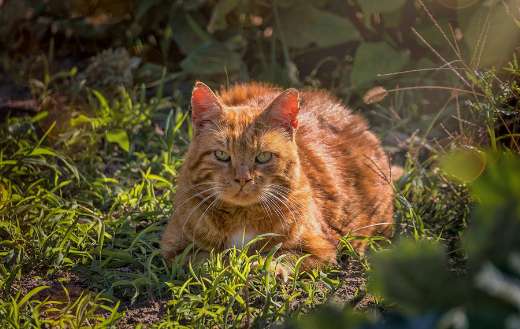 Mackerel cat sitting
