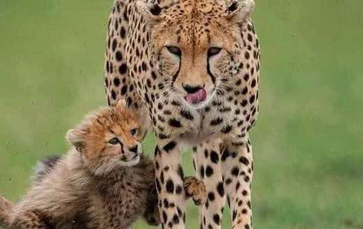 Mama cheetah with baby playing around