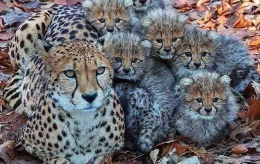Mother cheetah with six babies