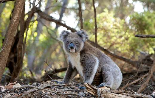 Mr koala in the forest