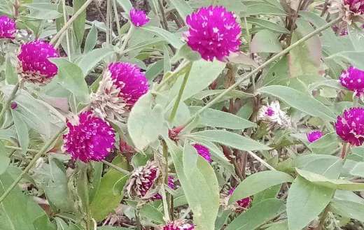 Pink globe amaranth
