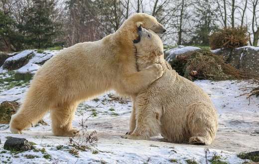 Polar bears fighting or hugging