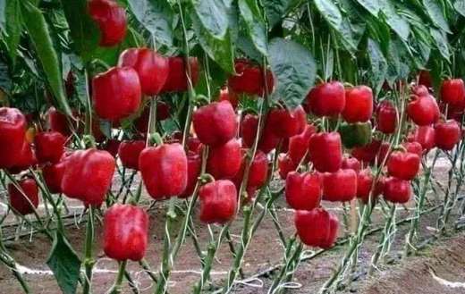 Red bell pepper in modern garden planting