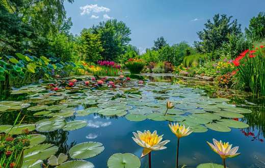 Serene garden pond surrounded by blooming water lily