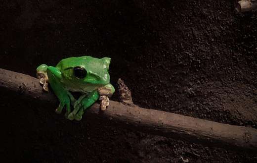 Small green frog