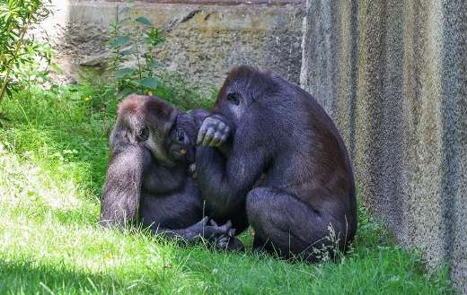 Sweetness bond two gorillas