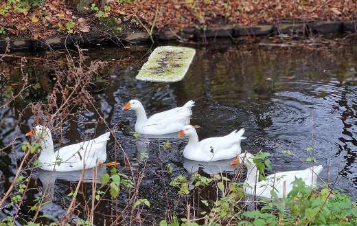 Swimming time for them