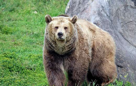 The grizzly bear