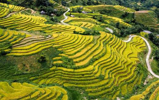 The season of ripe rice