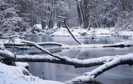 Tree branches coated white snow