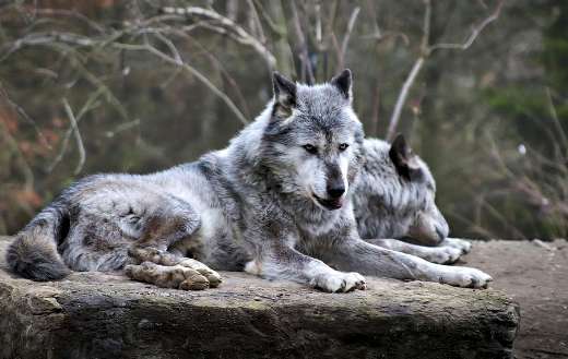 Two arctic wolf species