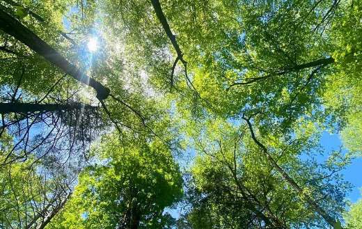 Warm rays of sun beaming through green trees