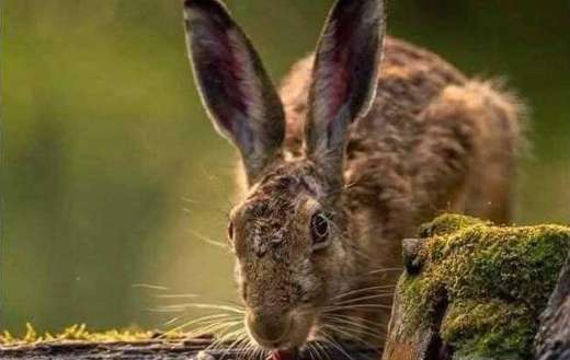 Wild rabbit drinking water