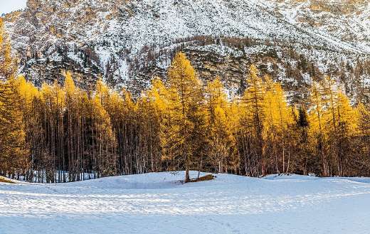 Winter yellow orange leaves