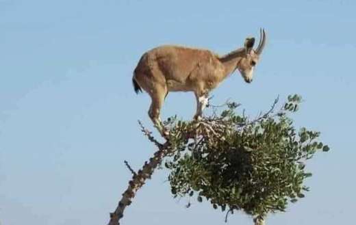 A domestic goats antelope species