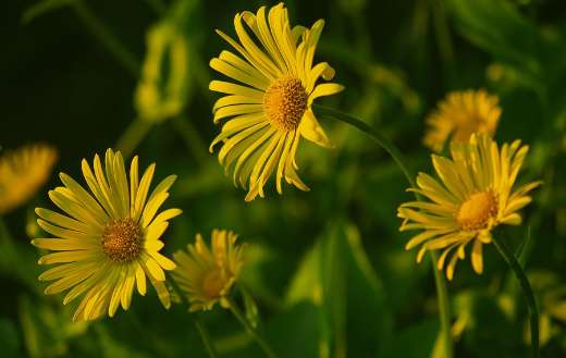 Beautiful chamomile yellow flowers