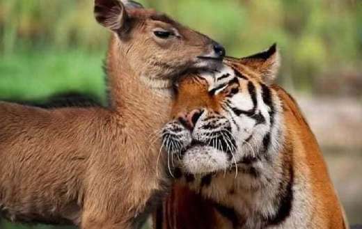 Bengal tiger with baby red deer
