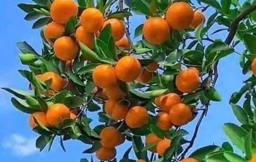 Branches tangerine fruits tree