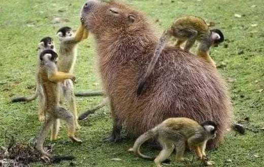 Capybara rodents and monkeys