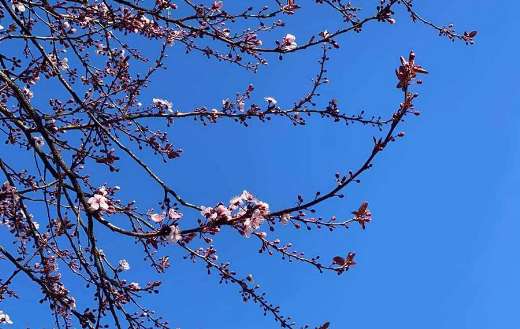 Cherry blossom under blue sky