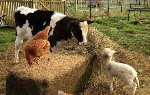 Chickens calf goat in the farm