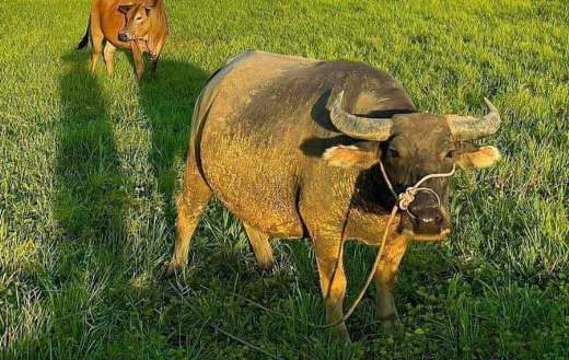 Domestic water buffalo carabao animal