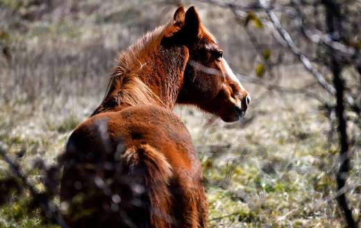Equine brown horse animal back