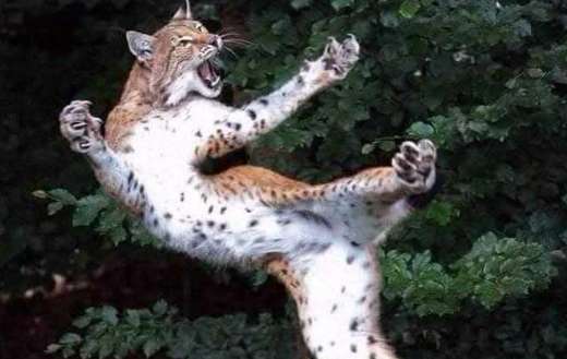 Falling eurasian lynx