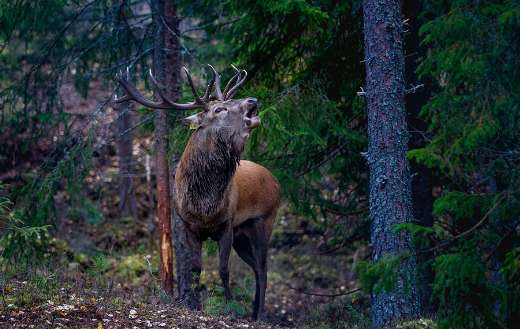 Flay deer Norway