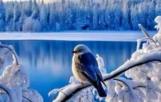 Freezing bird winter snowy branch