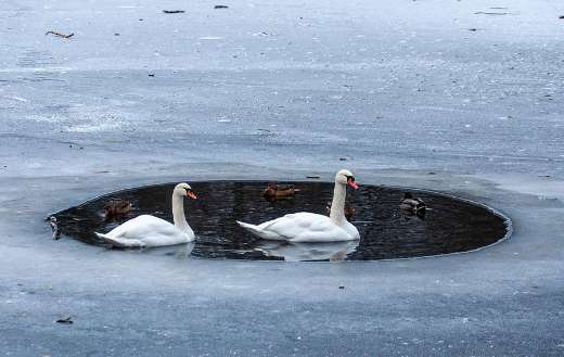 Frozen lake with swimming swans