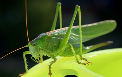 Green cricket grasshopper insect