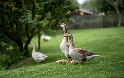 Greylag geese goslings meadow
