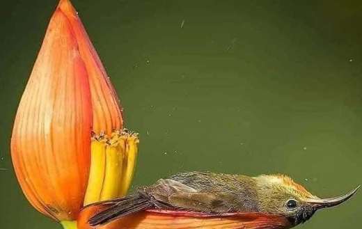 Little spider hunter laying