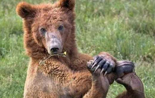 Mister grissly bear foot up